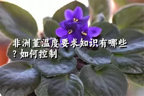 非洲堇温度要求知识有哪些？如何控制