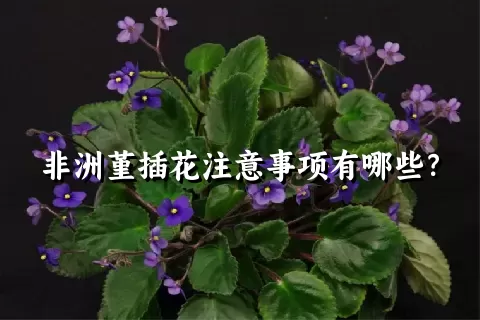 非洲堇插花注意事项有哪些？