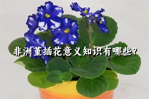 非洲堇插花意义知识有哪些？