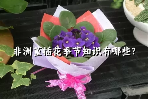 非洲堇插花季节知识有哪些？