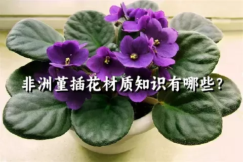 非洲堇插花材质知识有哪些？