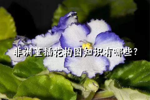 非洲堇插花构图知识有哪些？