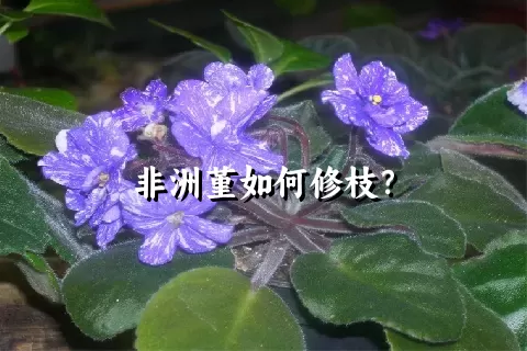 非洲堇如何修枝？