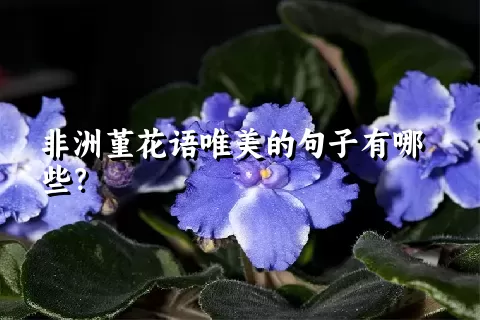 非洲堇花语唯美的句子有哪些？