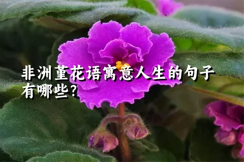 非洲堇花语寓意人生的句子有哪些？