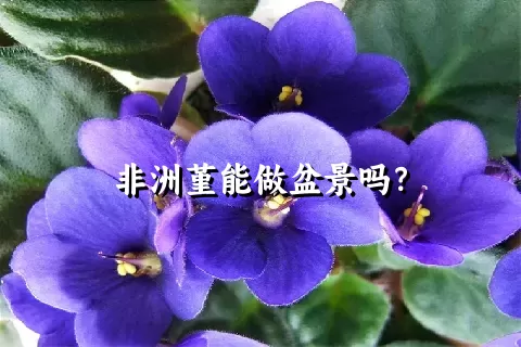 非洲堇能做盆景吗？