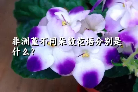 非洲堇不同朵数花语分别是什么？