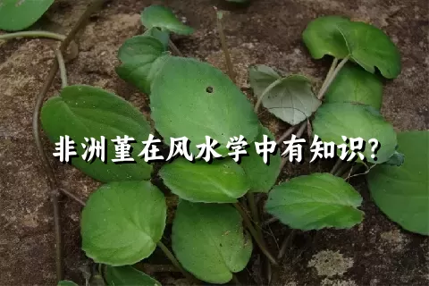 非洲堇在风水学中有知识？