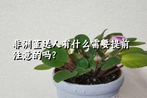 非洲堇送人有什么需要提前注意的吗？