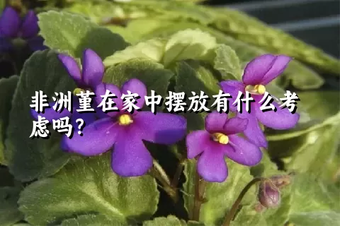 非洲堇在家中摆放有什么考虑吗？