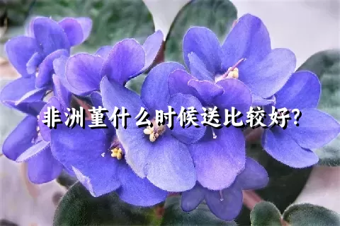 非洲堇什么时候送比较好？