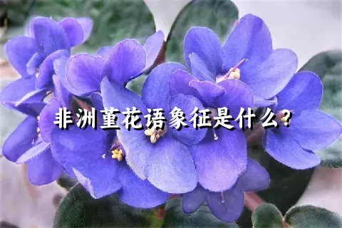 非洲堇花语象征是什么？