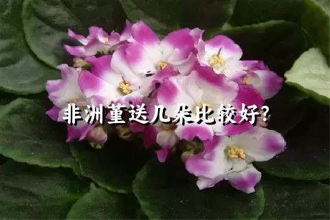 非洲堇送几朵比较好？