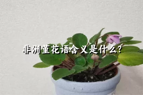 非洲堇花语含义是什么？