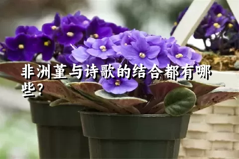 非洲堇与诗歌的结合都有哪些？