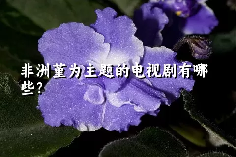 非洲堇为主题的电视剧有哪些？