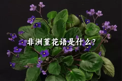 非洲堇花语是什么？