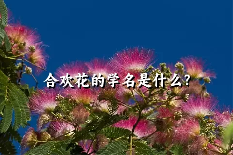 合欢花的学名是什么？