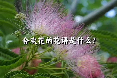 合欢花的花语是什么？