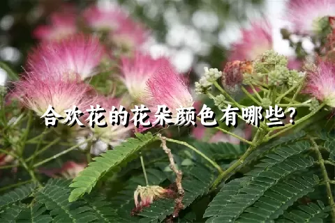 合欢花的花朵颜色有哪些？