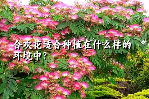 合欢花适合种植在什么样的环境中？