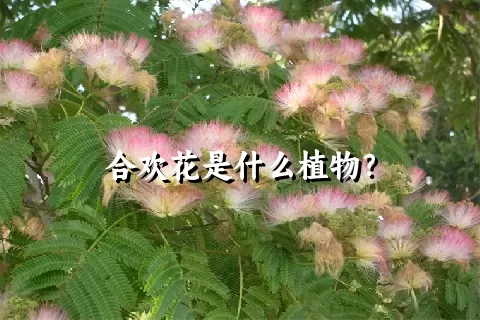 合欢花是什么植物？