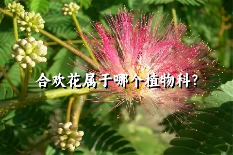 合欢花属于哪个植物科？