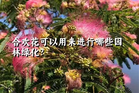 合欢花可以用来进行哪些园林绿化？