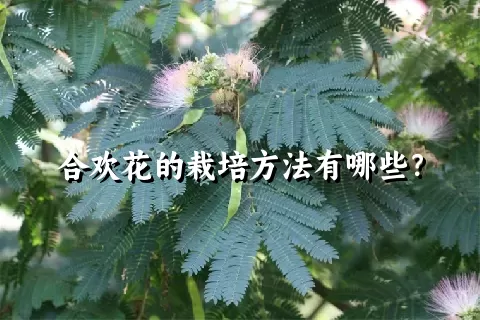 合欢花的栽培方法有哪些？