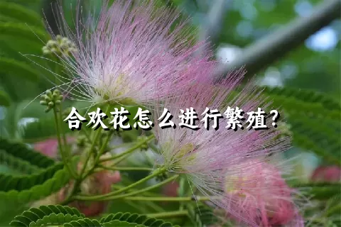 合欢花怎么进行繁殖？