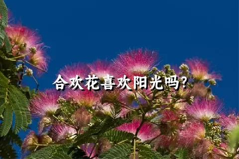 合欢花喜欢阳光吗？