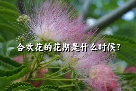 合欢花的花期是什么时候？