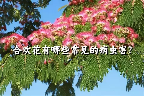 合欢花有哪些常见的病虫害？