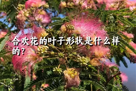 合欢花的叶子形状是什么样的？