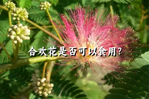 合欢花是否可以食用？