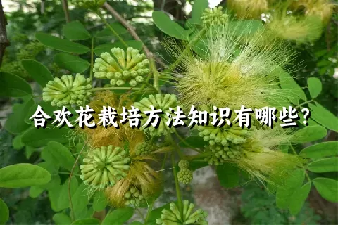 合欢花栽培方法知识有哪些？