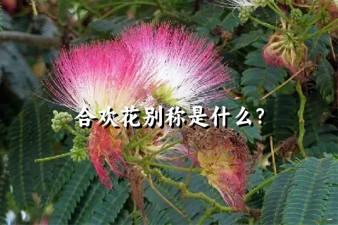 合欢花别称是什么？