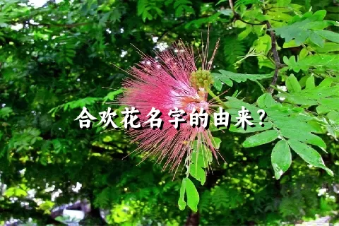 合欢花名字的由来？