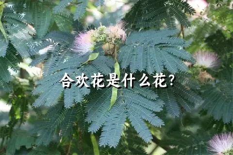 合欢花是什么花？