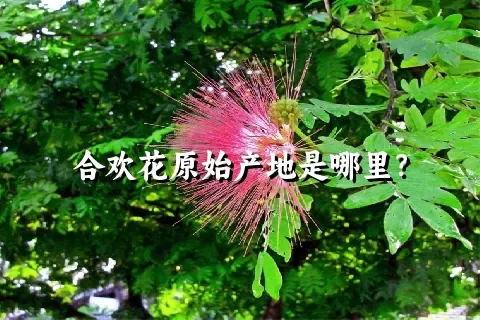 合欢花原始产地是哪里？