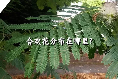 合欢花分布在哪里?