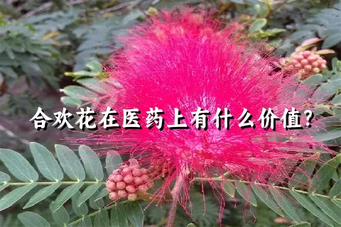 合欢花在医药上有什么价值？