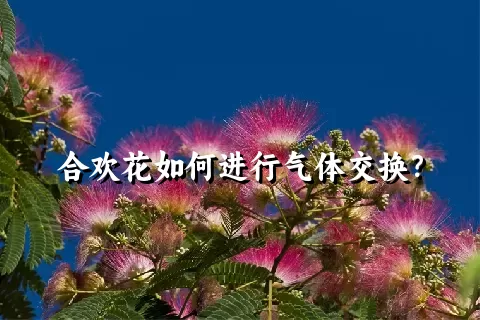 合欢花如何进行气体交换？