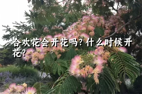 合欢花会开花吗？什么时候开花？