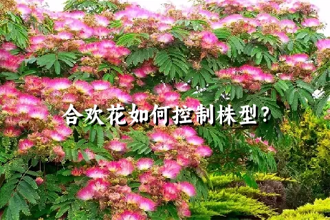 合欢花如何控制株型？