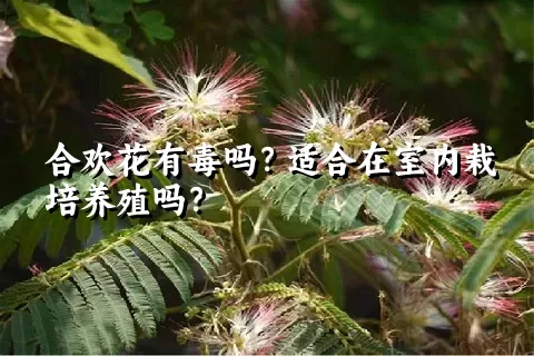 合欢花有毒吗？适合在室内栽培养殖吗？