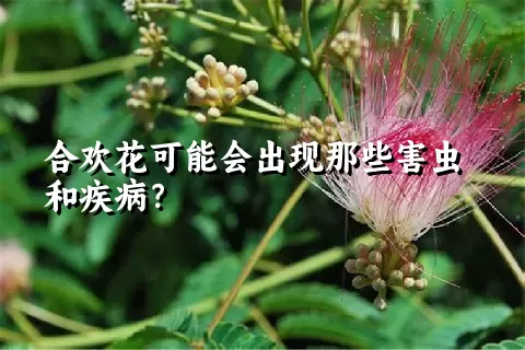 合欢花可能会出现那些害虫和疾病？