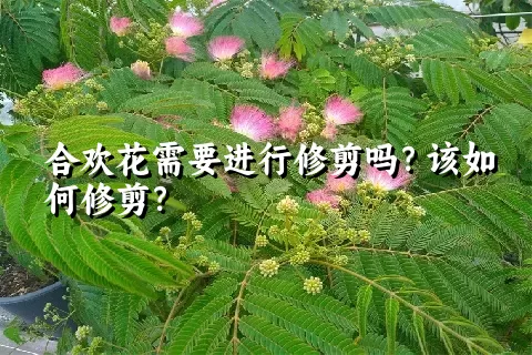 合欢花需要进行修剪吗？该如何修剪？