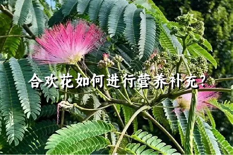 合欢花如何进行营养补充？