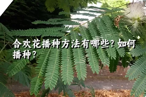 合欢花播种方法有哪些？如何播种？